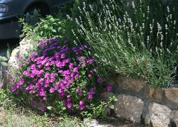 5464d Pinezići