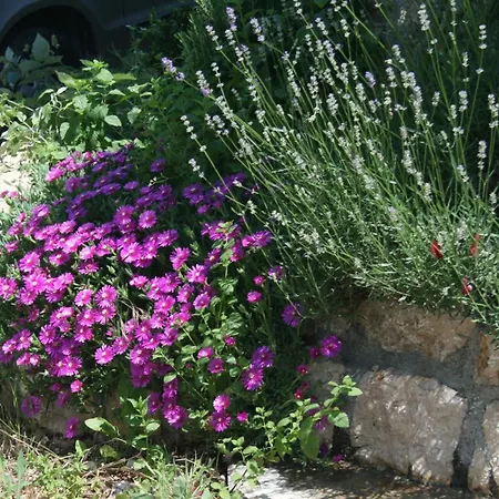 5464d Pinezići